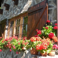 dining_room_window_flowers